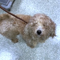 BAILEY - Standard Poodle / Mix available for adoption