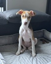 BAO BAO - Mixed Breed, Medium (up to 44 lbs fully grown) / Mix available for adoption