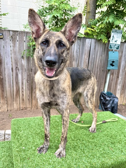 ASH - Dutch Shepherd / Mix available for adoption