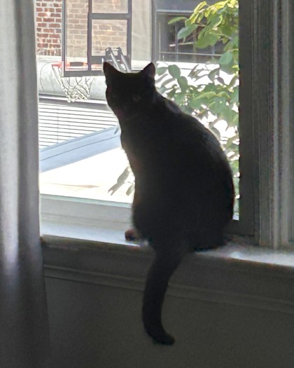 LACEY - Domestic Shorthair / Mix available for adoption