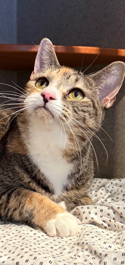 FLANNEL - Domestic Shorthair available for adoption