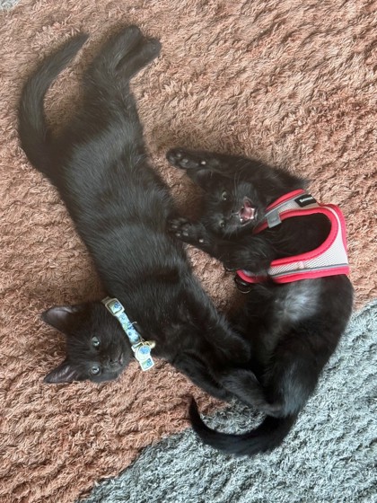 BUSINESS CLASS - Domestic Shorthair / Mix available for adoption