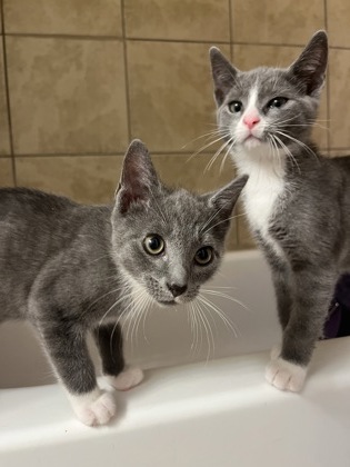 GRAYSON - Domestic Shorthair / Mix available for adoption