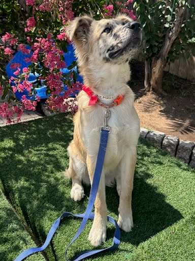 COOKIE DOUGH - Catahoula Leopard dog / Mix available for adoption