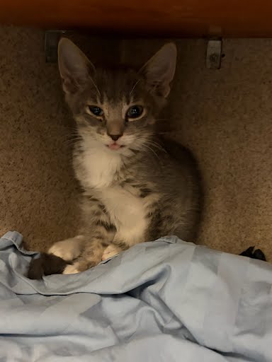 MILLY - Domestic Shorthair / Mix available for adoption