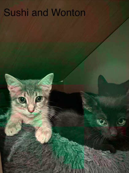 WONTON - Domestic Shorthair / Mix available for adoption
