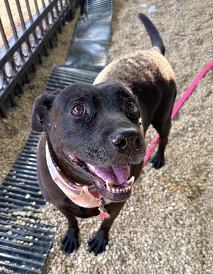 MISS BEA - Labrador Retriever / Mix available for adoption