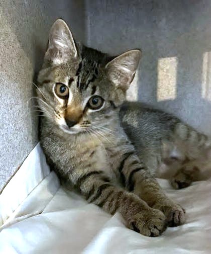 ELLERY - Domestic Shorthair / Mix available for adoption
