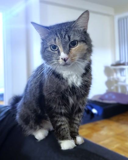 MASALA - Domestic Medium Hair / Mix available for adoption