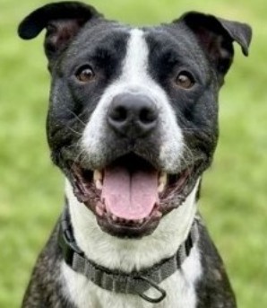 BERT - Terrier / Mix available for adoption