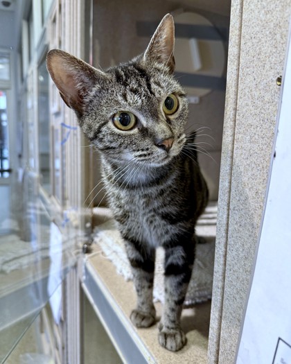 SOPHIE - Domestic Shorthair / Mix available for adoption