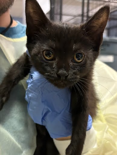 PESTO - Domestic Shorthair / Mix available for adoption