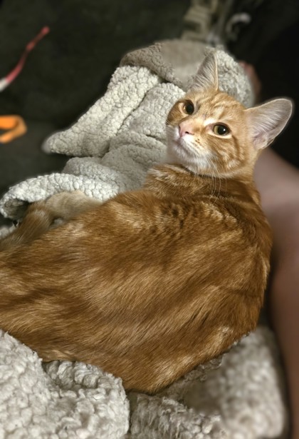 BADLANDS - Domestic Shorthair / Mix available for adoption