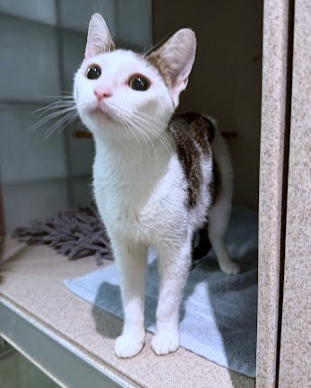 JESS - Domestic Shorthair / Mix available for adoption