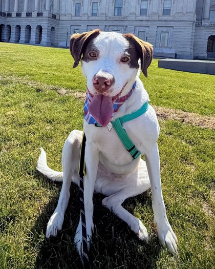 BENTLEY - Mixed Breed, Medium (up to 44 lbs fully grown) / Mix available for adoption