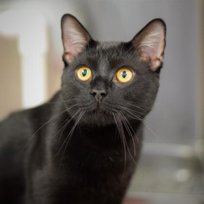 CHAKA - Domestic Shorthair / Mix available for adoption