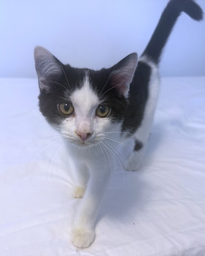 ZOMBA - Domestic Shorthair / Mix available for adoption