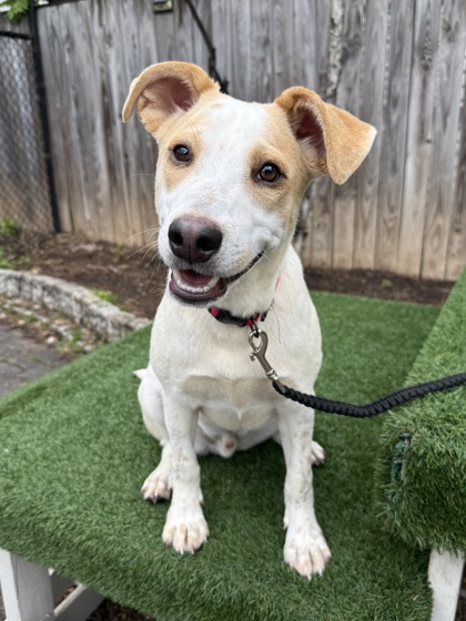 CREMA - Retriever / Mix available for adoption