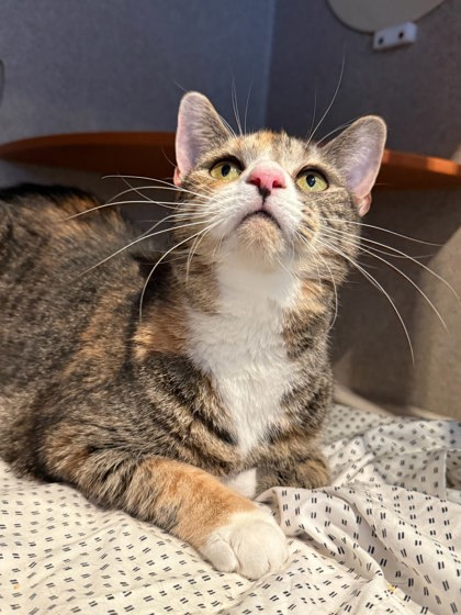 FLANNEL - Domestic Shorthair available for adoption