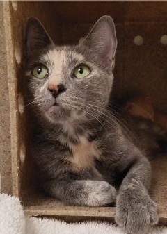 MACARONI - Domestic Shorthair / Mix available for adoption