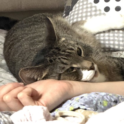 LILITH - Domestic Shorthair / Mix available for adoption