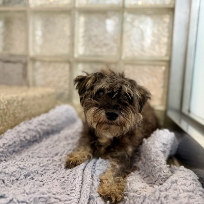 BUSY BEE - Standard Schnauzer / Mix available for adoption