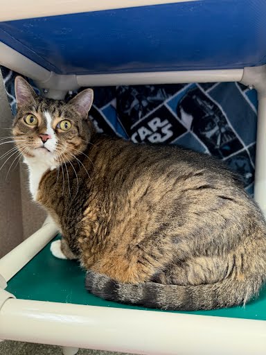 BELL - Domestic Shorthair / Mix available for adoption