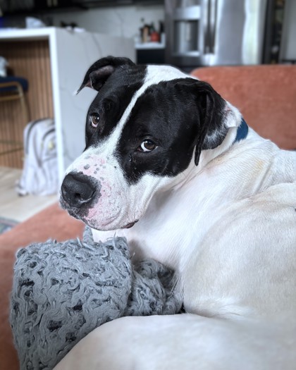 BELLINGHAM - Pit Bull Terrier / Mix available for adoption
