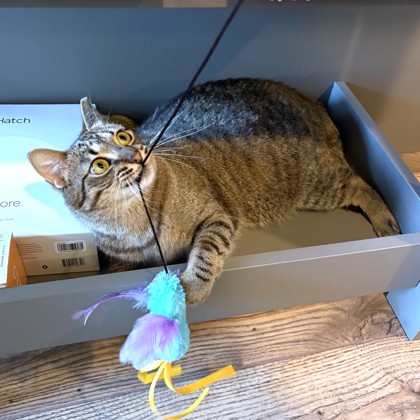 PAWNEE - Domestic Shorthair / Mix available for adoption