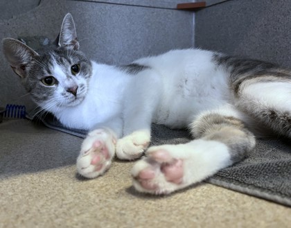 SANDY CHEEKS - Domestic Shorthair / Mix available for adoption