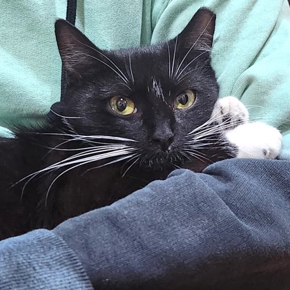 EVE - Domestic Shorthair / Mix available for adoption