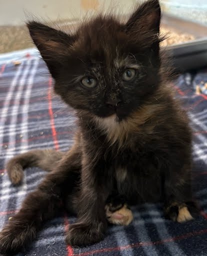 MIRANDA - Domestic Medium Hair / Mix available for adoption