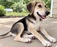 LYNDY - Hound / Mix available for adoption