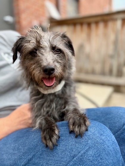BOOGIE JONES - Yorkshire Terrier / Mix available for adoption