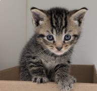 CAKE POP - Domestic Shorthair / Mix available for adoption