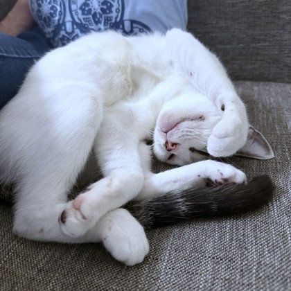 CAMMI - Domestic Shorthair / Mix available for adoption