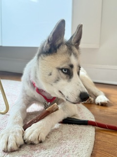 JORTS - Alaskan Husky / Mix available for adoption