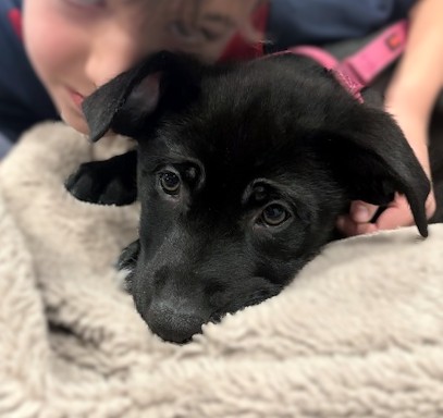 PARTRIDGE - Shepherd / Terrier available for adoption