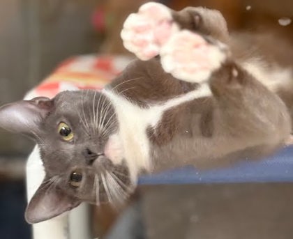 BUD - Domestic Shorthair / Mix available for adoption