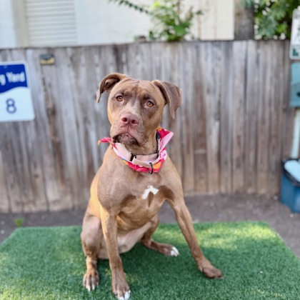 PRIYA - Pit Bull Terrier / Mix available for adoption