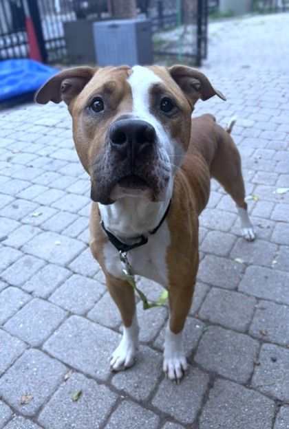 THYME - Pit Bull Terrier / Mix available for adoption