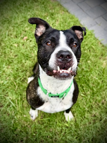 BERT - Terrier / Mix available for adoption