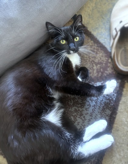 ZAZA - Domestic Shorthair / Mix available for adoption