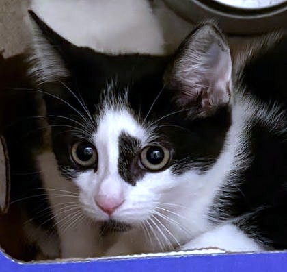 BONBON - Domestic Shorthair / Mix available for adoption