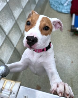 ROWDY - Labrador Retriever / Mix available for adoption