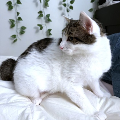 CLOVER - Domestic Shorthair / Mix available for adoption