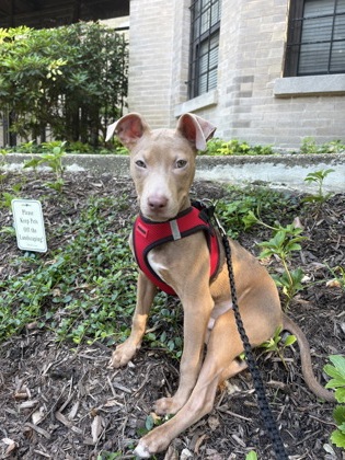 CHARMING - Terrier / Mix available for adoption