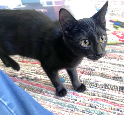 ECHO - Domestic Shorthair / Mix available for adoption
