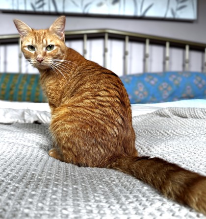 ARWEN - Domestic Shorthair / Mix available for adoption