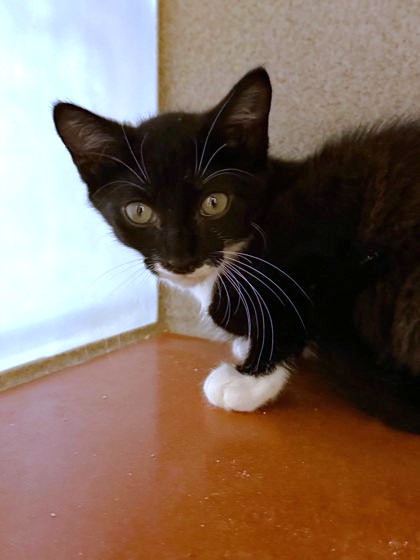 ESPRESSO - Domestic Shorthair / Mix available for adoption